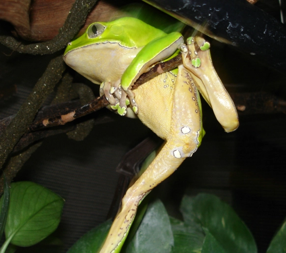 monkey tree frog pet