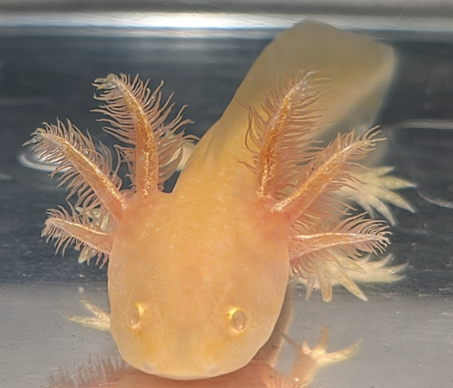 leucistic axolotl