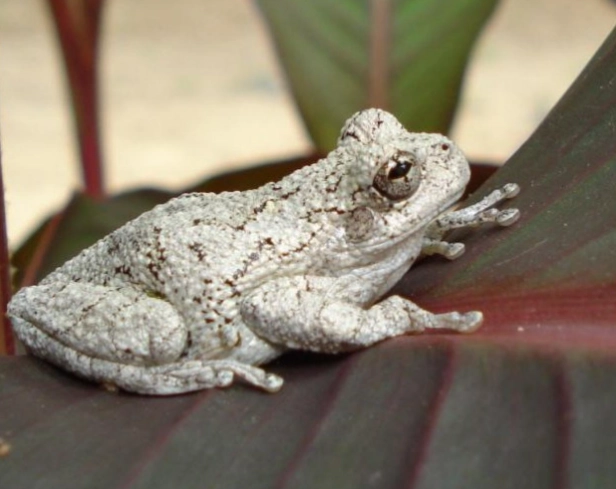Missouri tree frog sounds