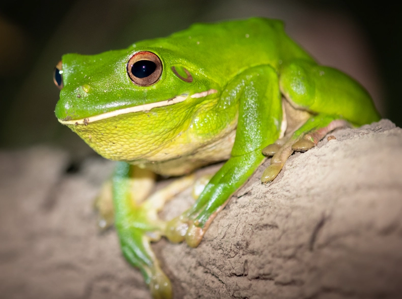 white lipped tree frog care