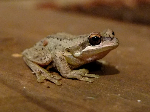 Litoria ewingii