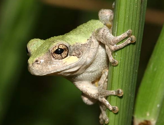Cope's gray tree frog care