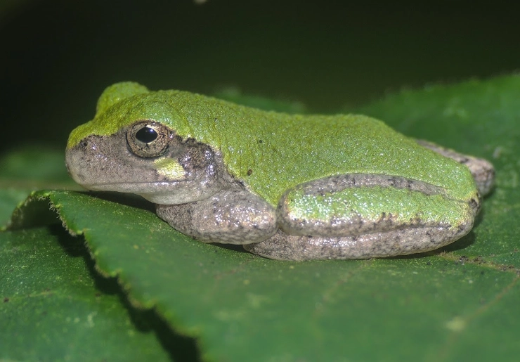 Cope's gray tree frog care