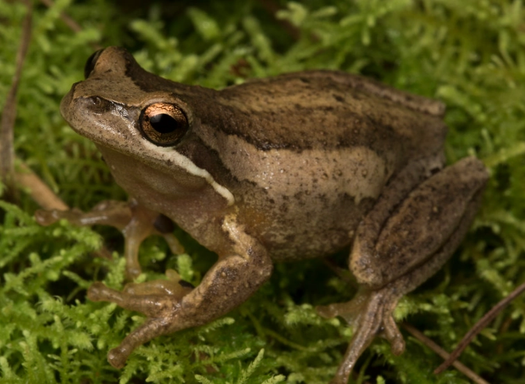 Litoria ewingii