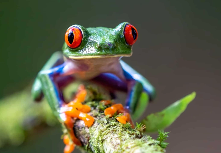 Crested Tree Frog care