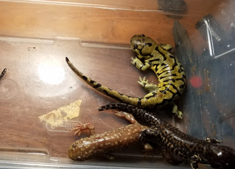 tiger salamander axolotl