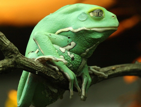 monkey tree frog habitat