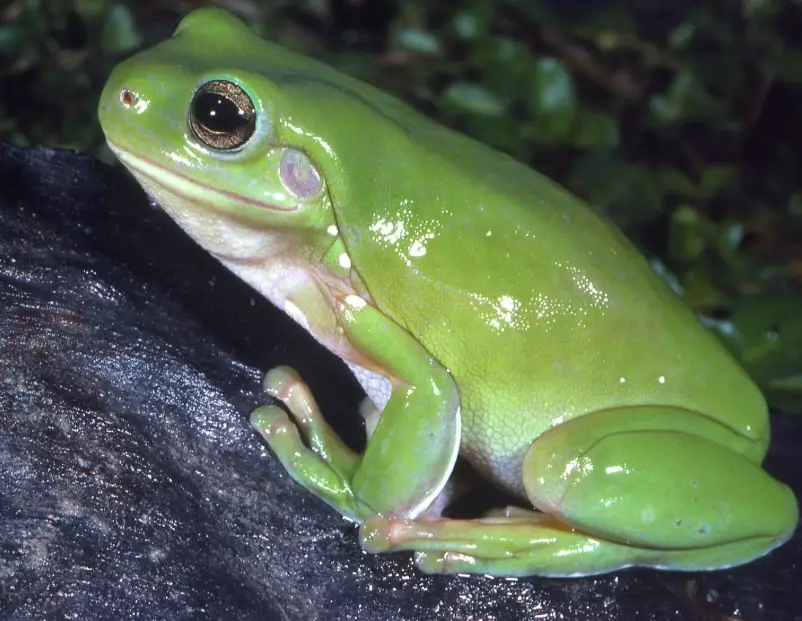 Crested tree frog for sale