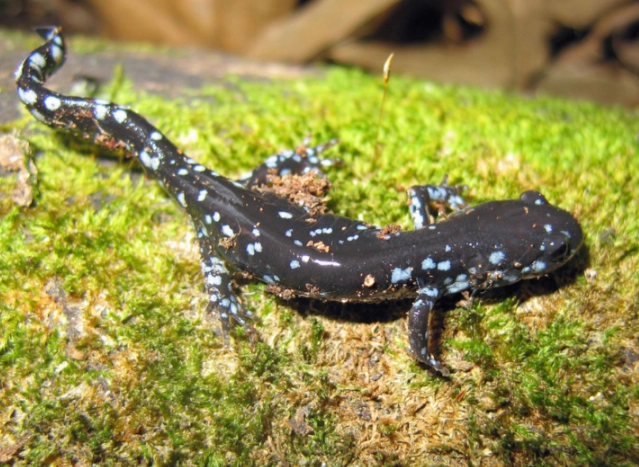 salamander identification