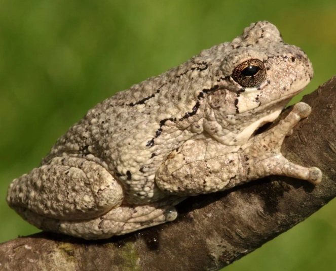 gray tree frog michigan