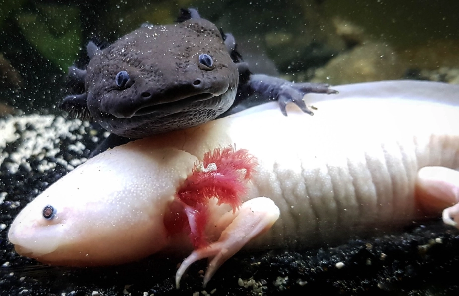 Mexican axolotl care
