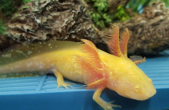 orange axolotl for sale