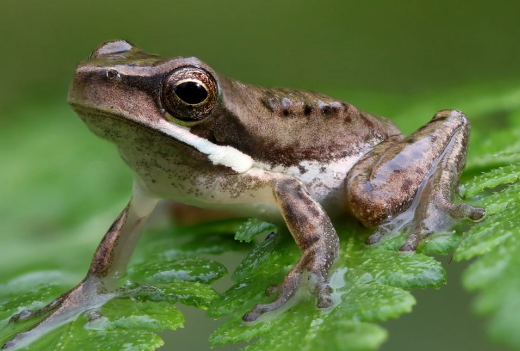 gray tree frog michigan