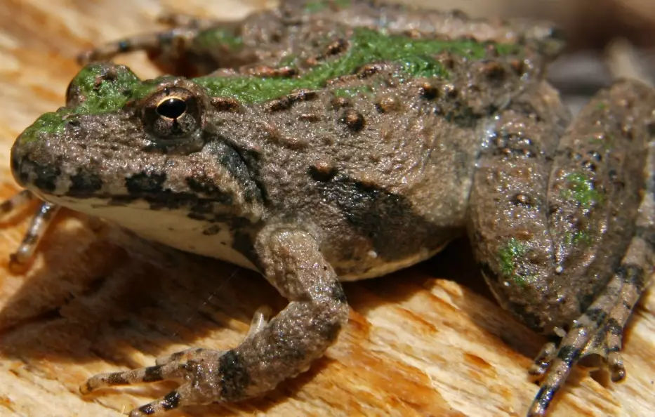 michigan tree frog sounds