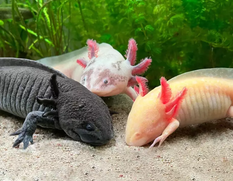 Emperor axolotl care
