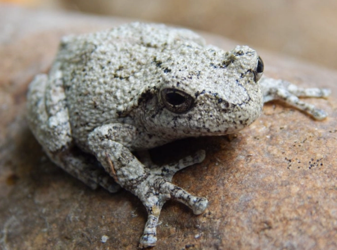 gray tree frog michigan