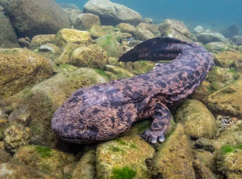 Amphibian pet habitat