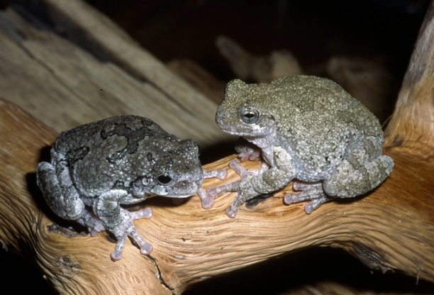 michigan tree frog sounds