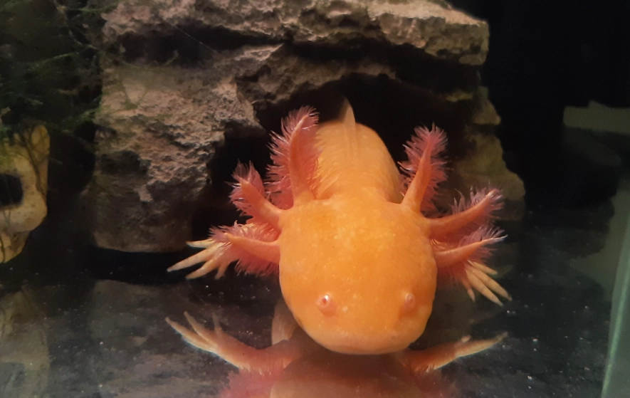 orange axolotl for sale