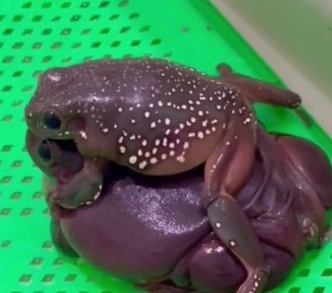 Grandpa Tree Frog care