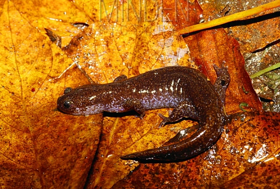 Amphibian pet habitat