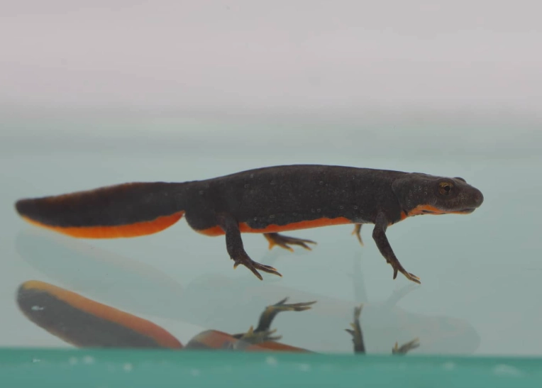 Oriental salamander care