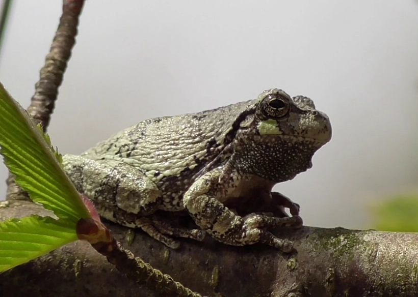 michigan tree frog sounds