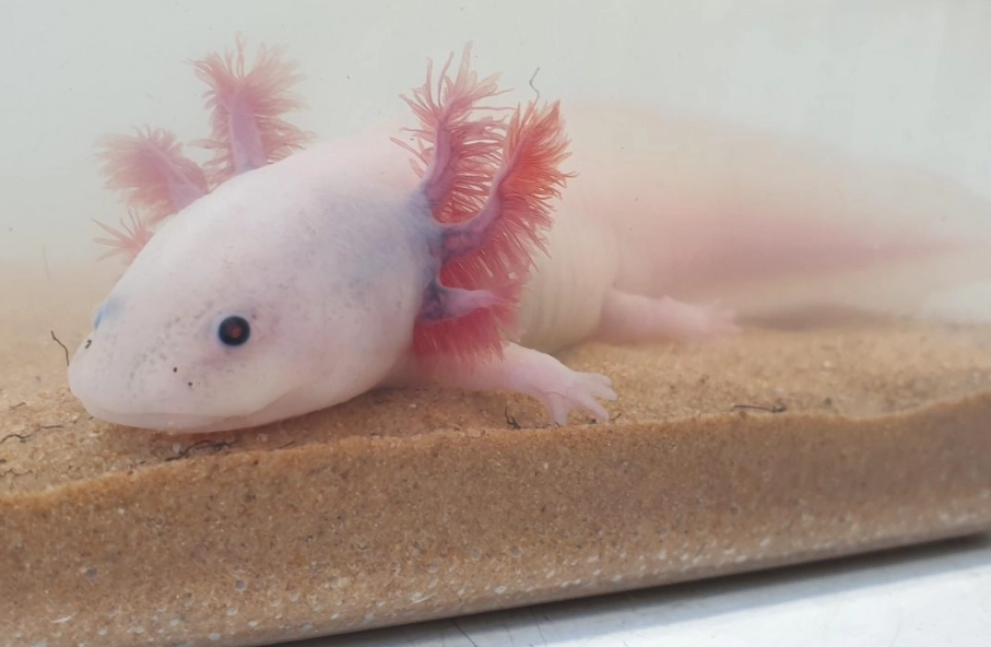 Axolotl morphs