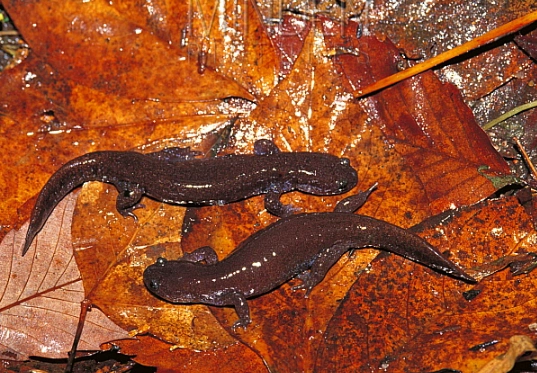 Fire belly newt