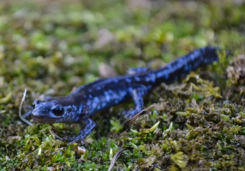 salamander identification