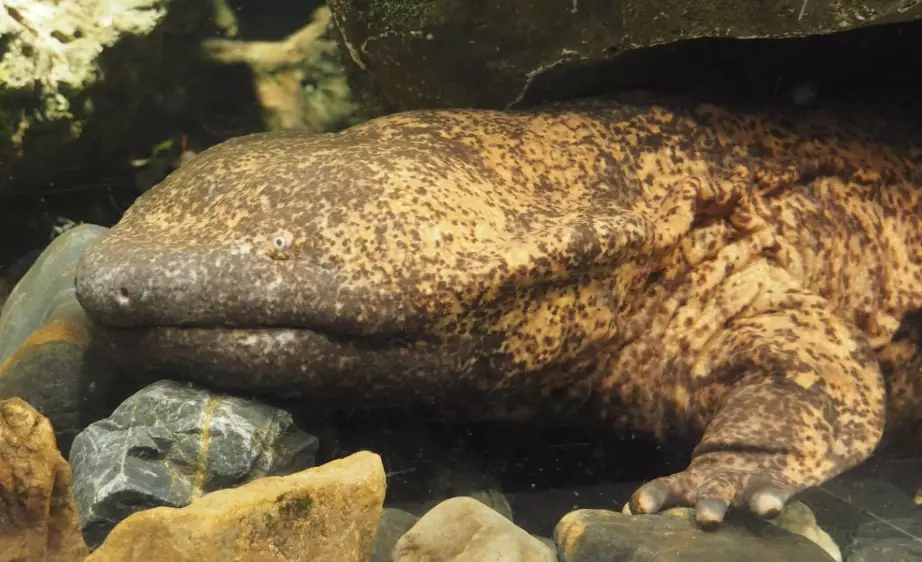 Oriental salamander care