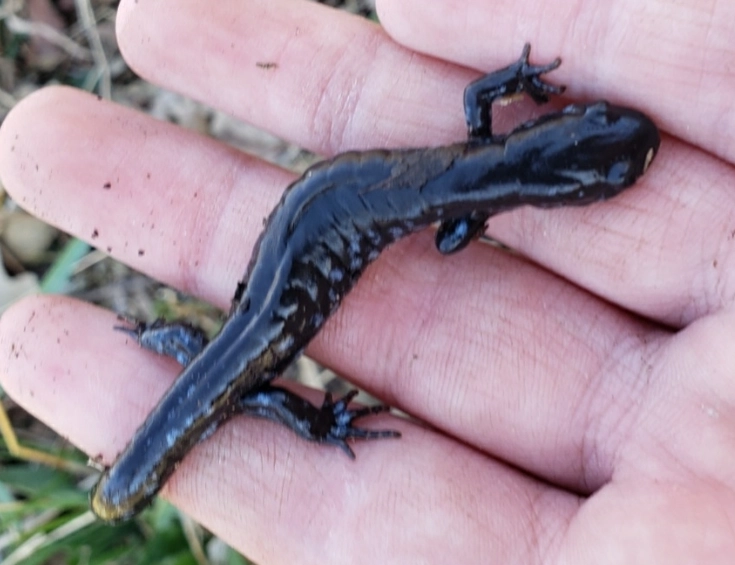 amphibian conservation