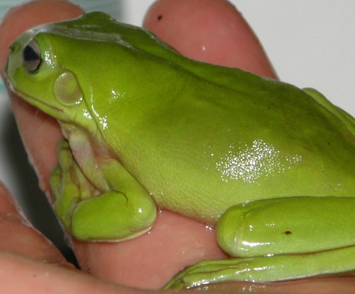 Dumpy Frog pet