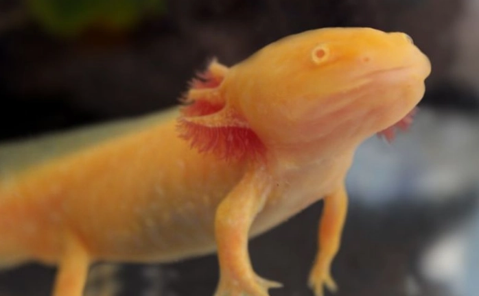 axolotl color morphs