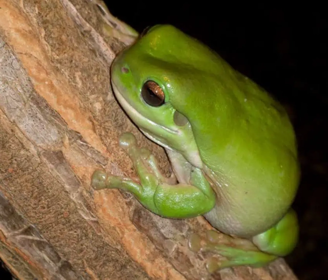 White's Tree Frog
