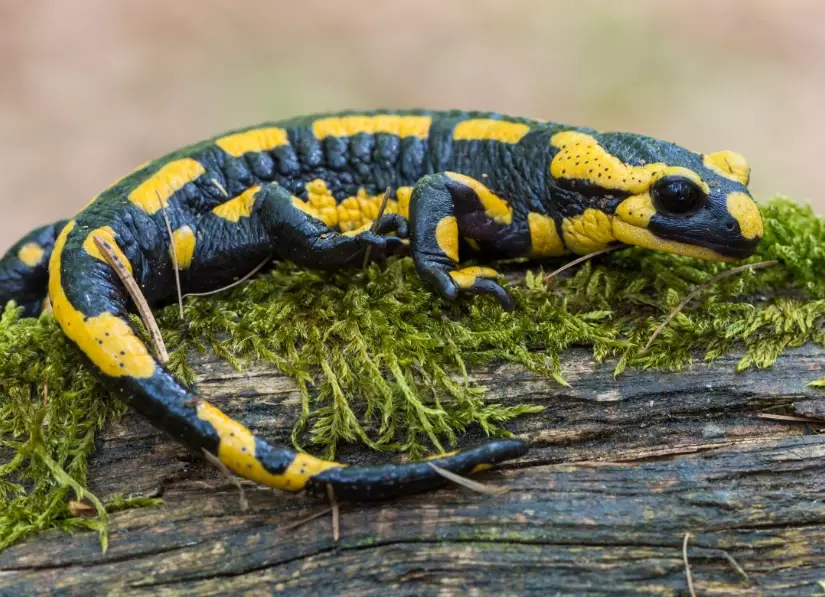 salamandra salamandra