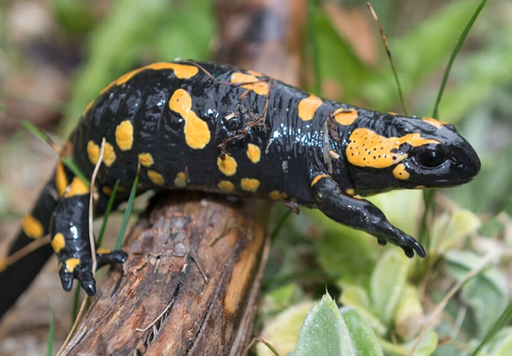 fire salamander care