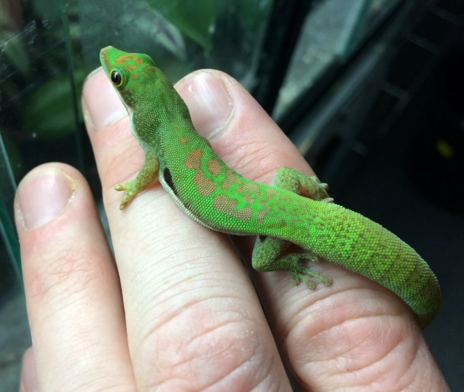 how big do day geckos get