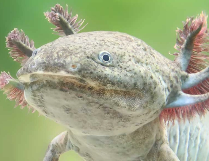 axolotl care