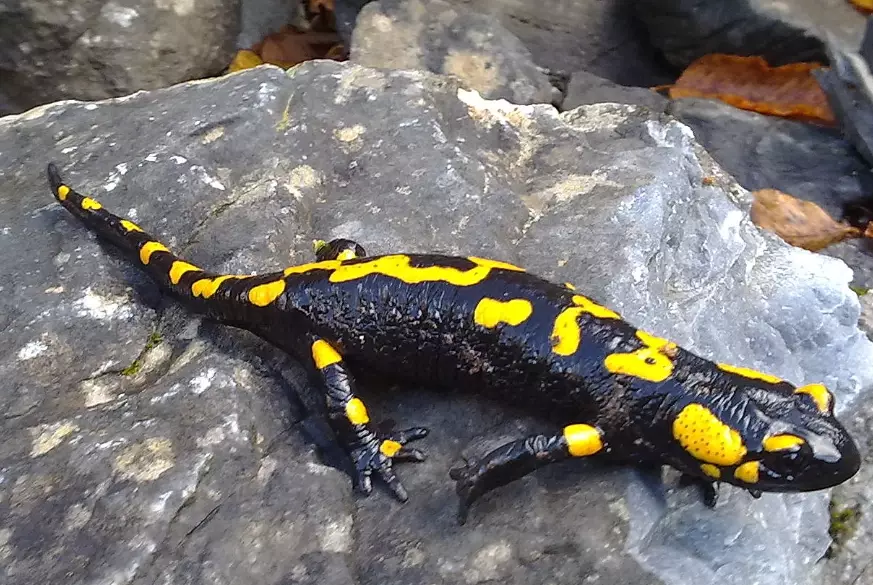 fire salamander habitat