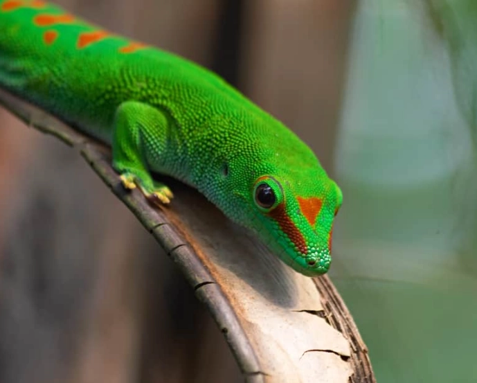 how big do day geckos get