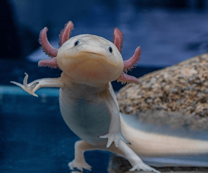 Crowned axolotl care