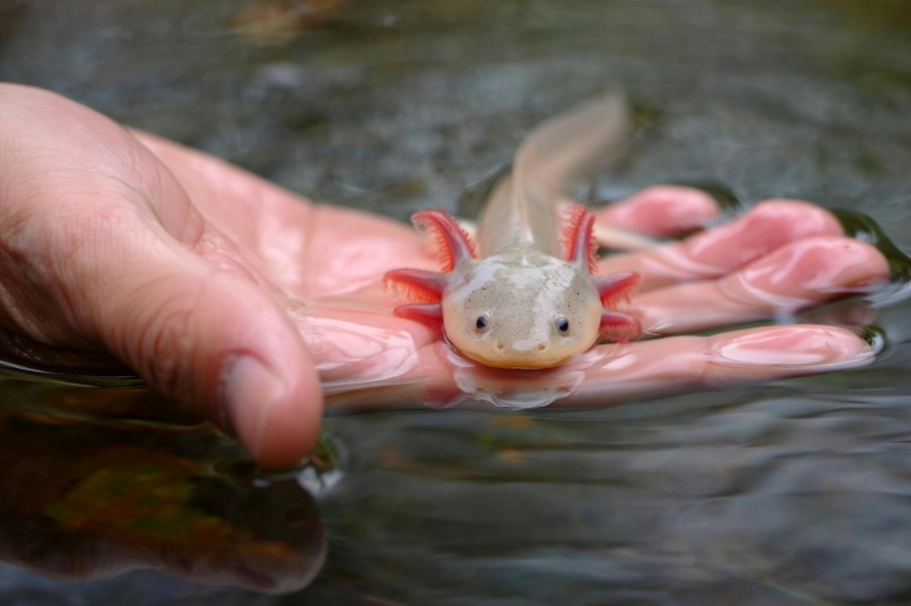 axolotl care guide