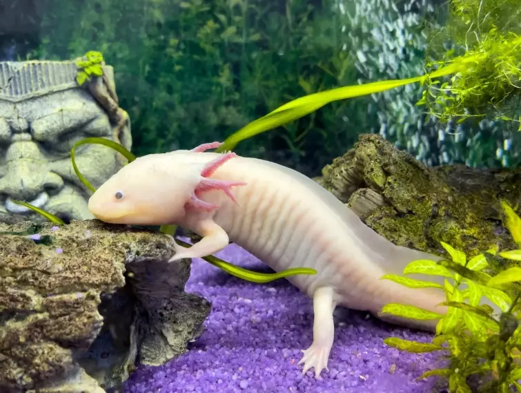 Crowned axolotl care