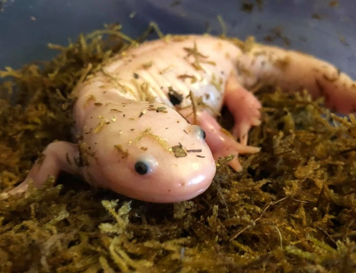 axolotl care guide