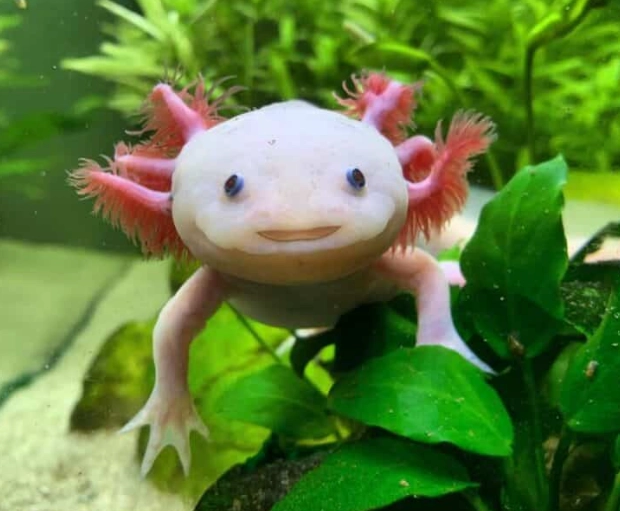 Crowned axolotl care