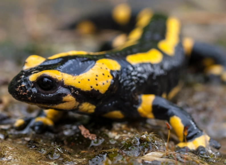 salamandra salamandra