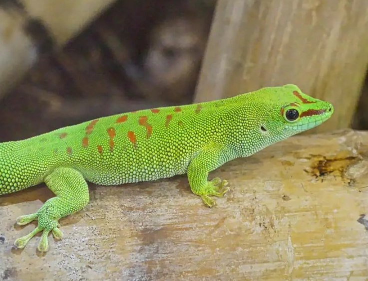 day gecko care day gecko care
