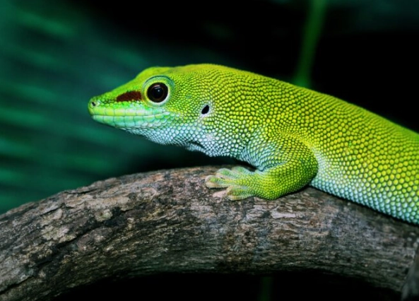 day gecko pet day gecko pet