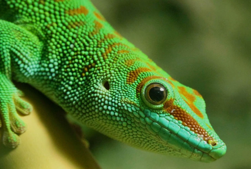day gecko for sale day gecko for sale